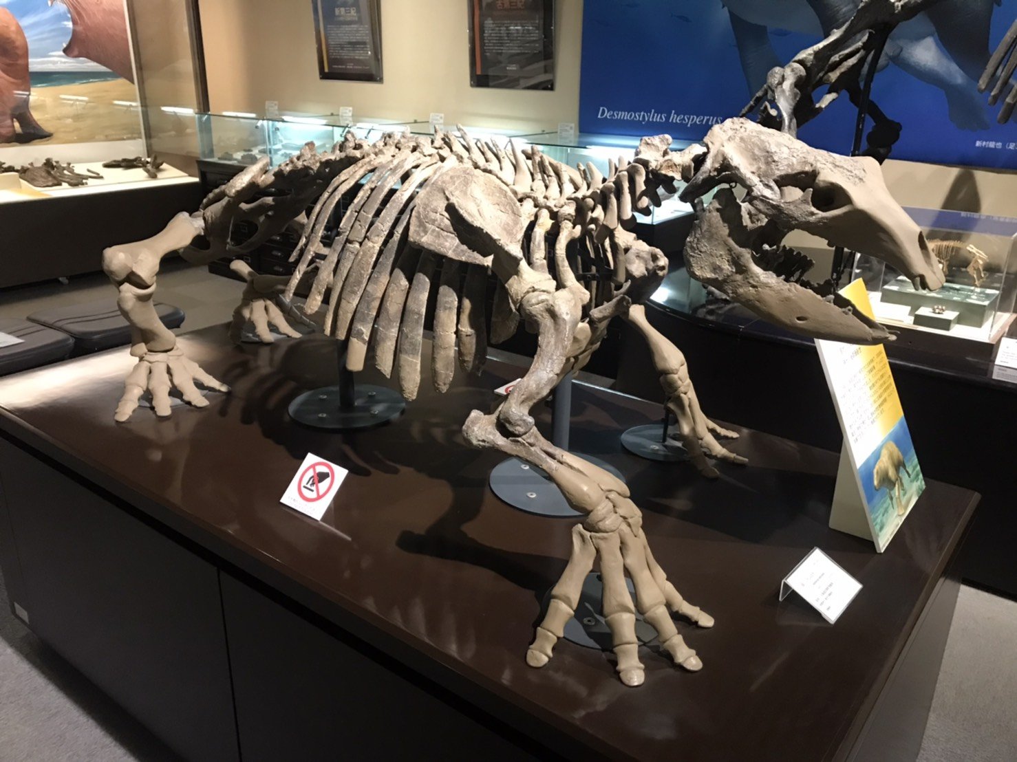 🏛️ 아쇼로 동물 화석 박물관(아쇼로 도부쓰카세키 하쿠부쓰칸) 이미지 3